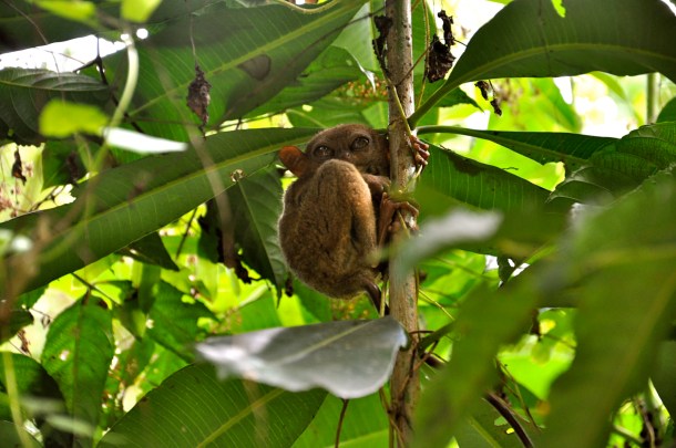 tarsier bohol