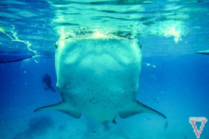 Whale Shark Oslob Philippines