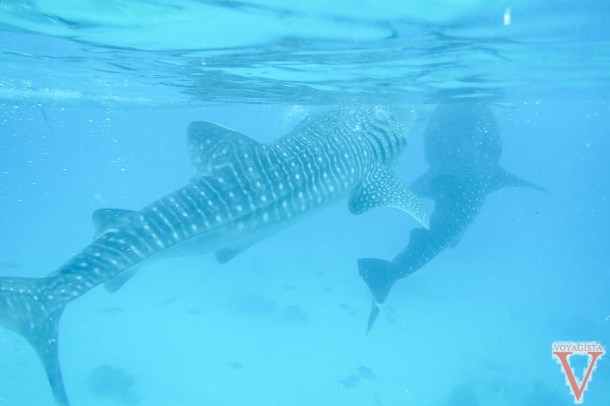whale shark oslob cebu philippines