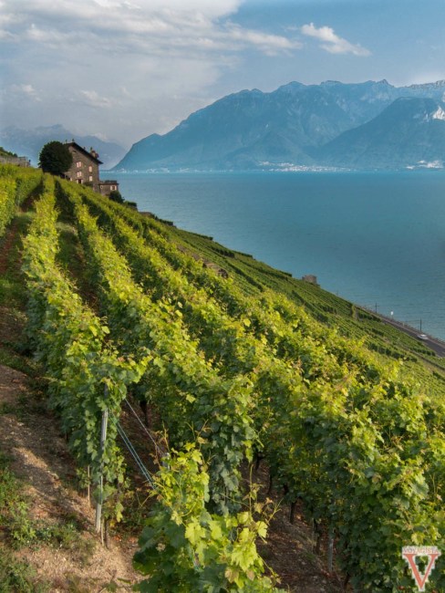 Switzerland Lavaux