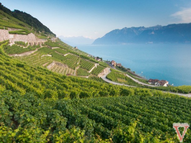 lavaux vineyards in Switzerland