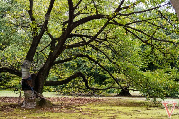 shinjuku gyoen